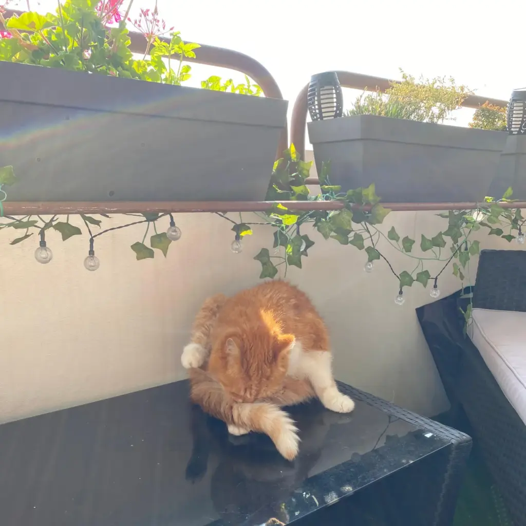 Mein alter Balkon mit Blumenkästen, Lichterkette und Kater Vivaldi auf dem Tisch