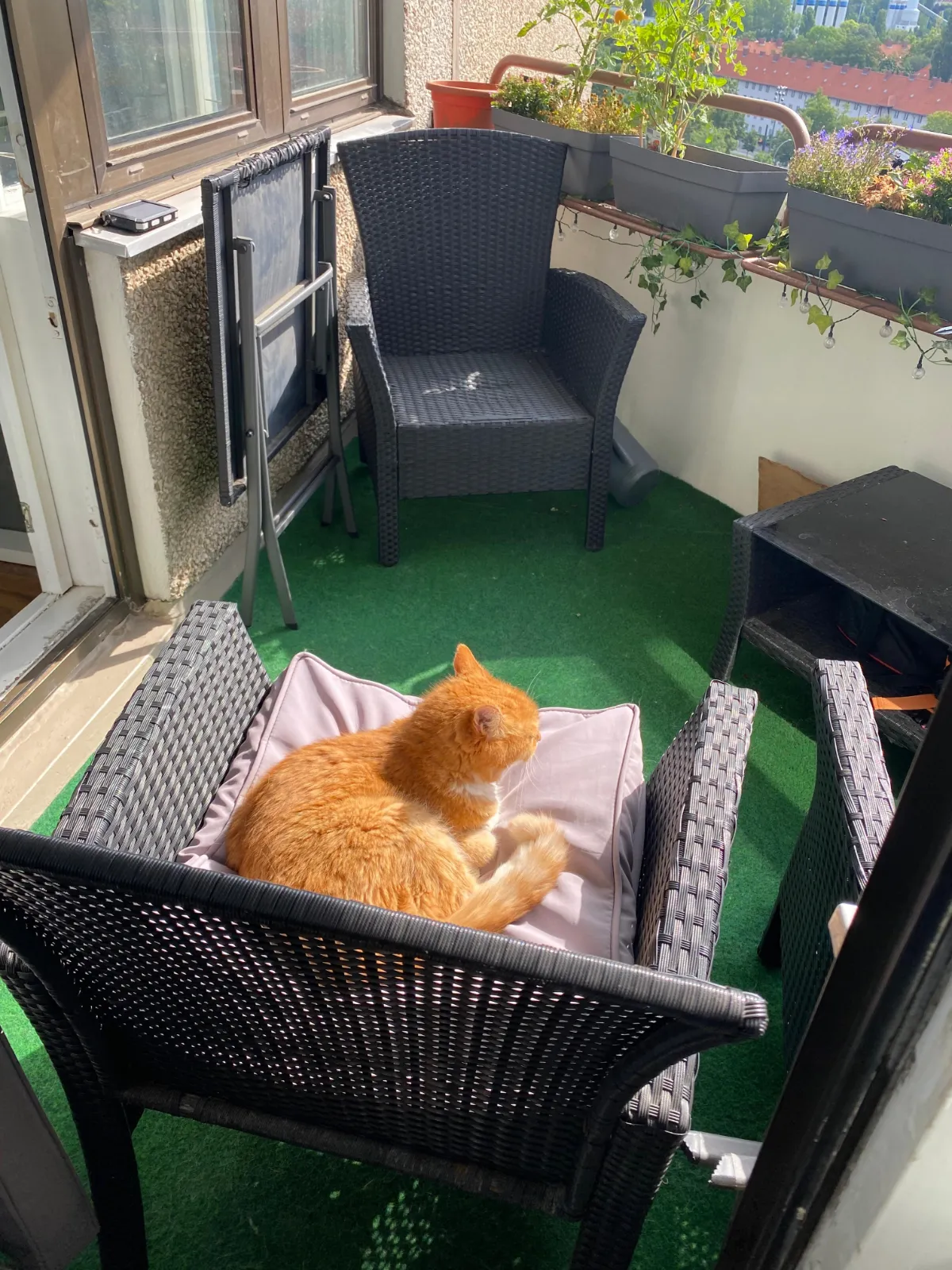 Mein alter Balkon mit Rattanmöbeln, Kunstrasen und Katze auf dem Sessel