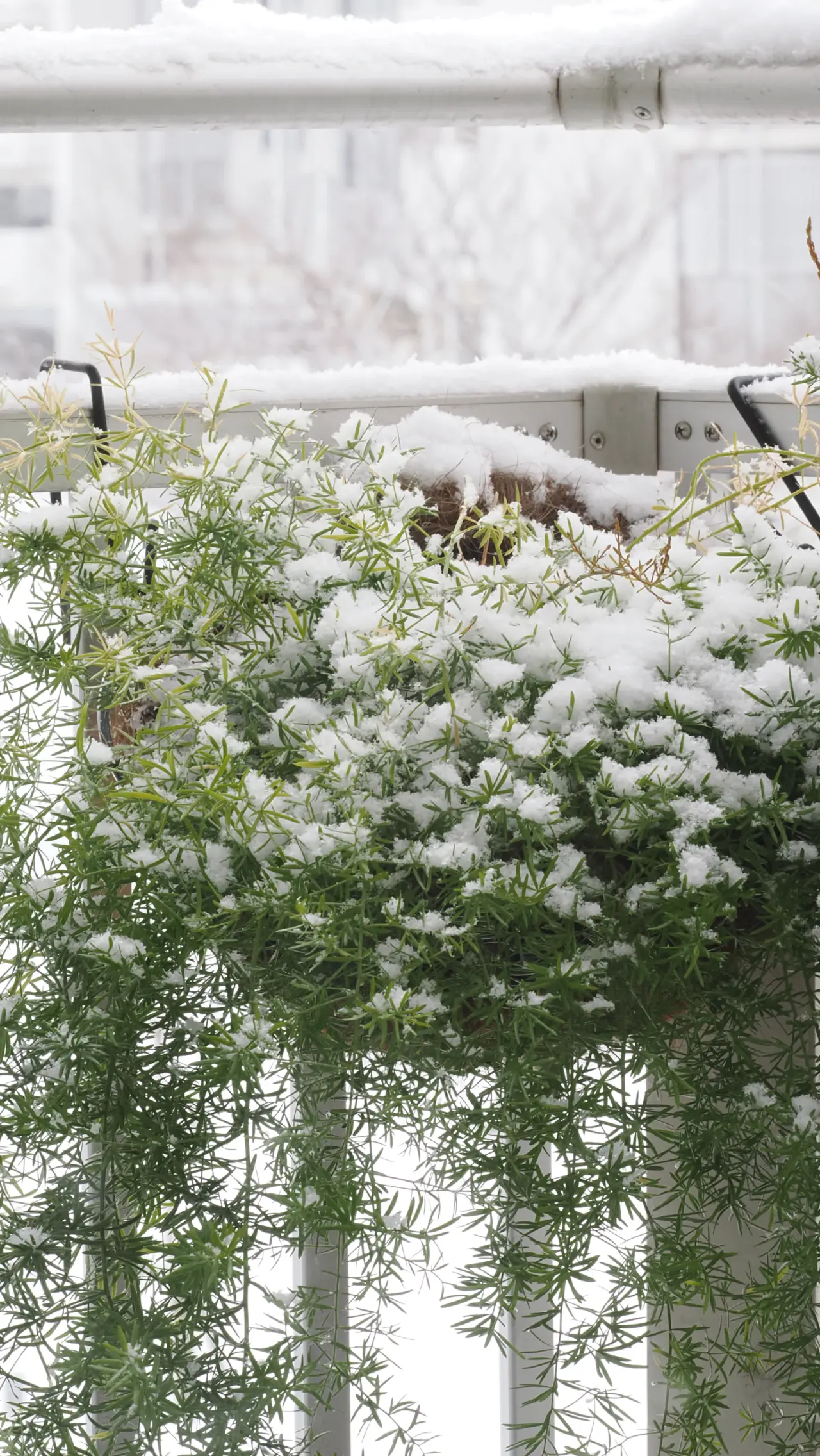 Pflanzen unter frischem Schnee