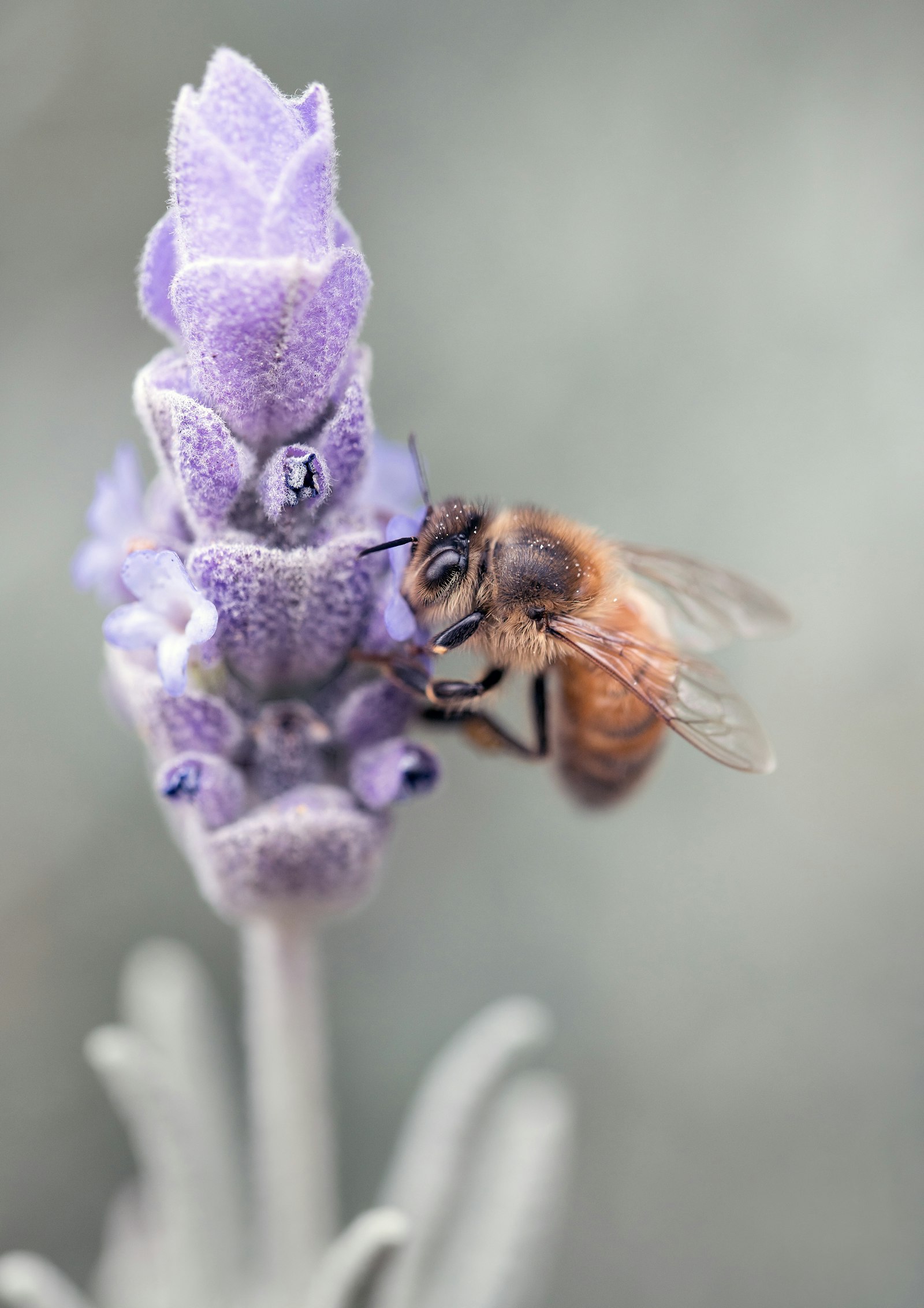 Eine Biene sitzt an einer Lavendelblüte