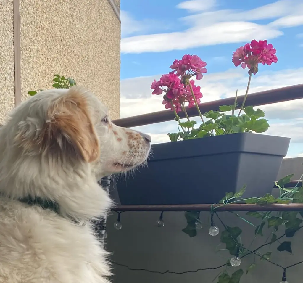 Hund Nuka auf dem Balkon, im Hintergrund Geranien