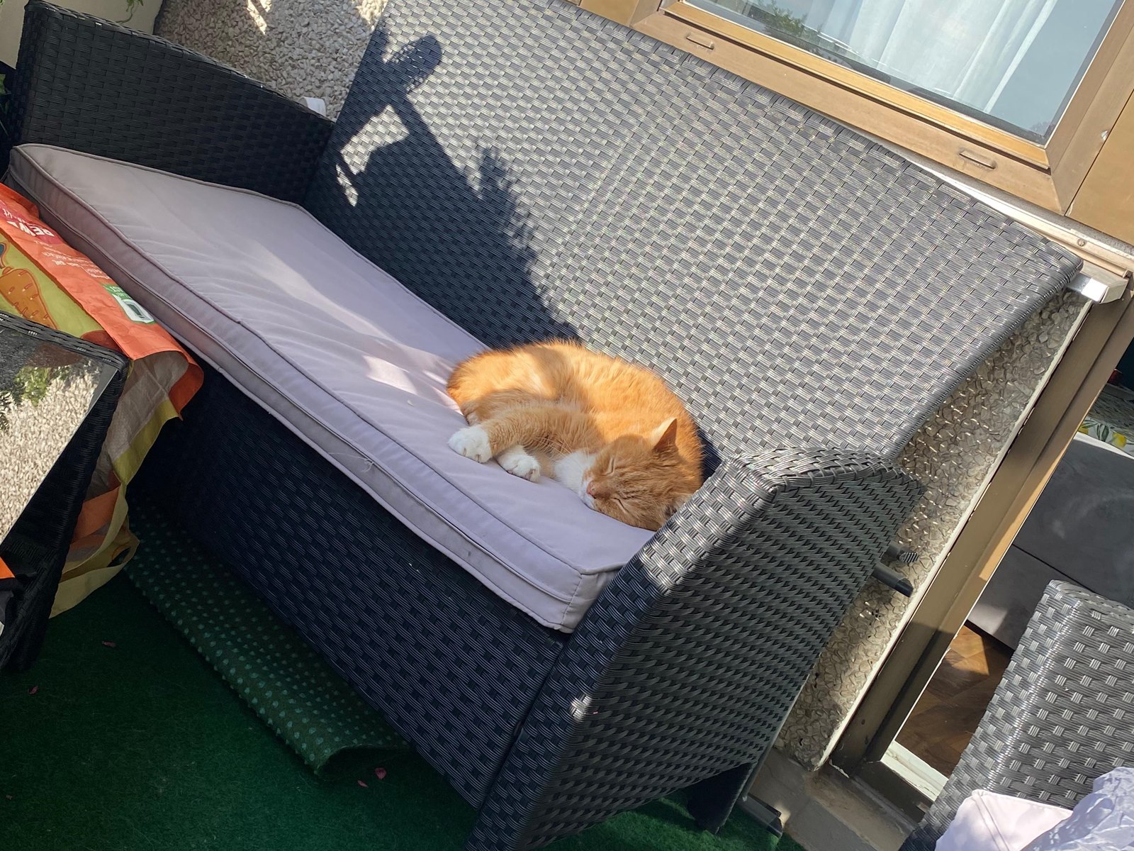 Kater Vivaldi schläft in der Sonne auf dem Rattansofa meines alten Balkons