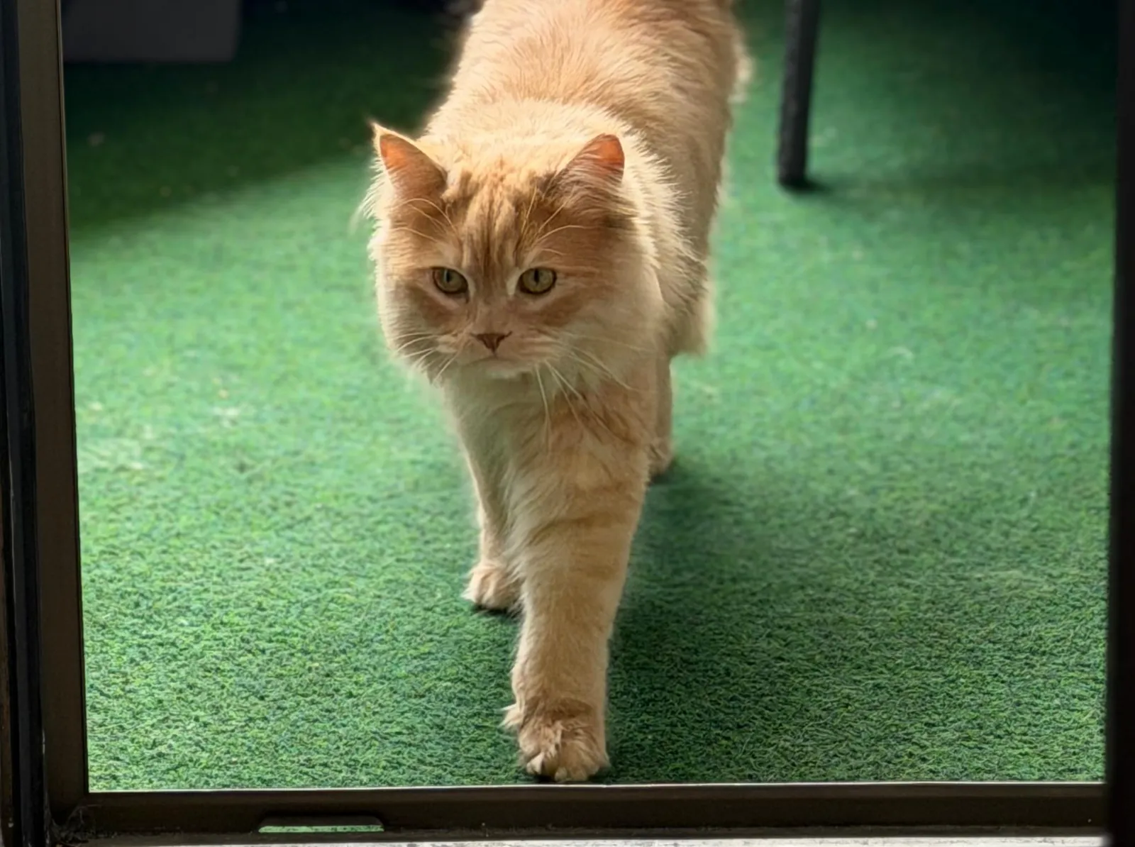Katze läuft über den grünen Kunstrasen auf meinem alten Balkon