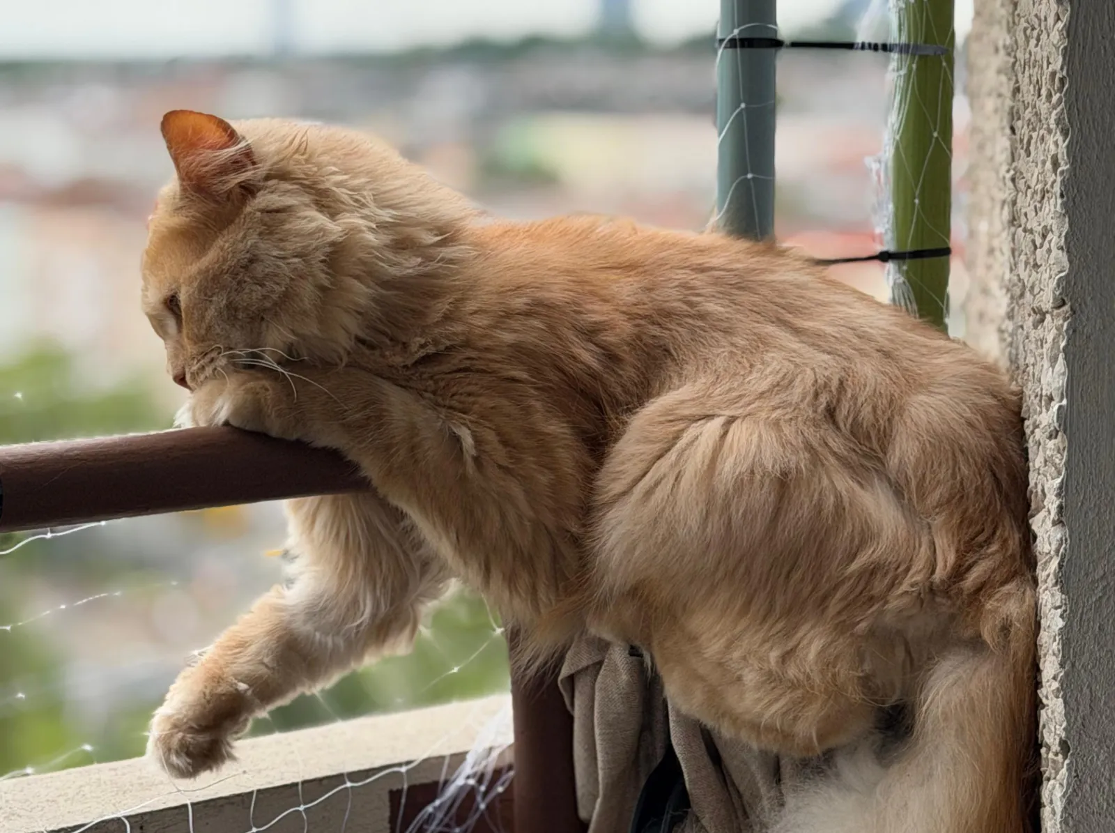 Kater Barney lehnt über dem Handlauf und schaut durch das Katzennetz nach unten, dahinter eine Deckenstütze mit Kabelbindern