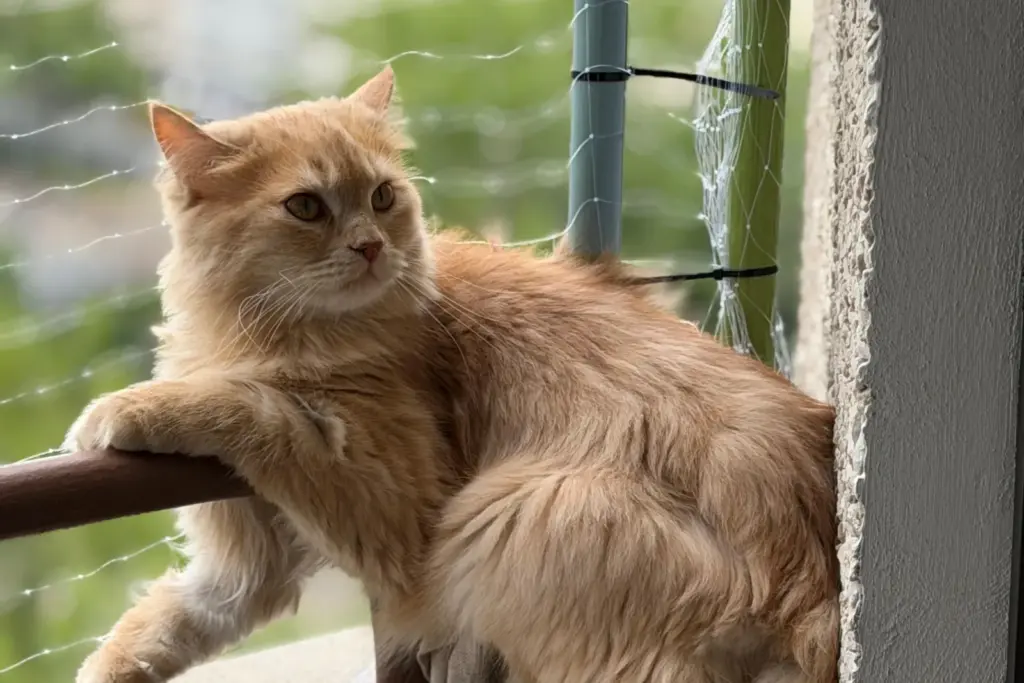 Kater Barney liegt auf dem Balkongeländer hinter dem Katzennetz