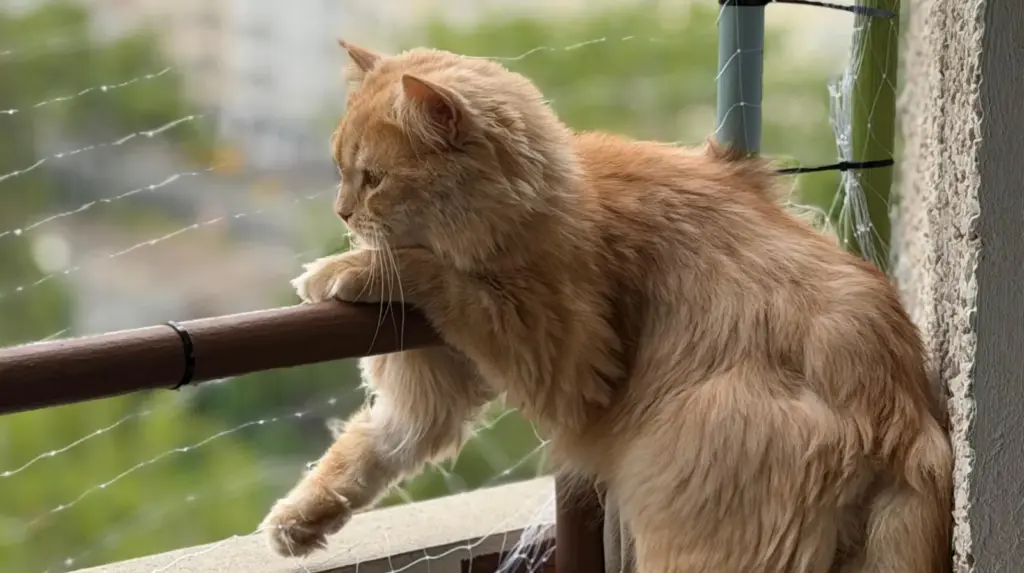 Kater Barney lehnt am Balkongeländer und schaut durch das Katzennetz