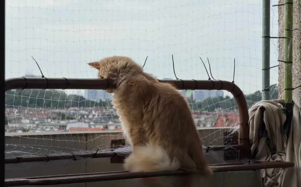 Kater Barney sitzt auf dem Balkongeländer hinter dem Katzennetz, dahinter die Stadt