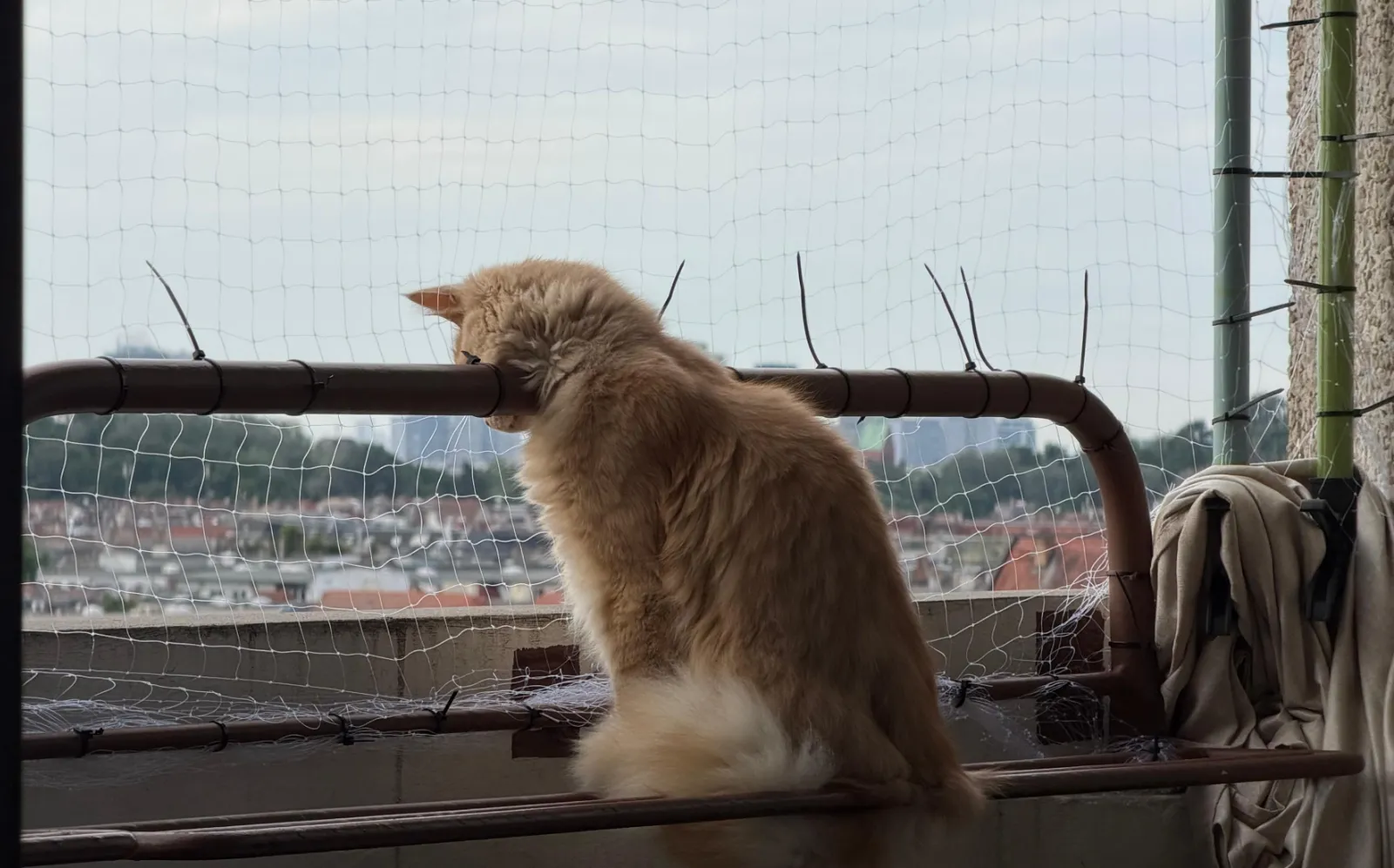 Kater Barney sitzt auf dem Balkongeländer hinter dem Katzennetz, dahinter die Stadt