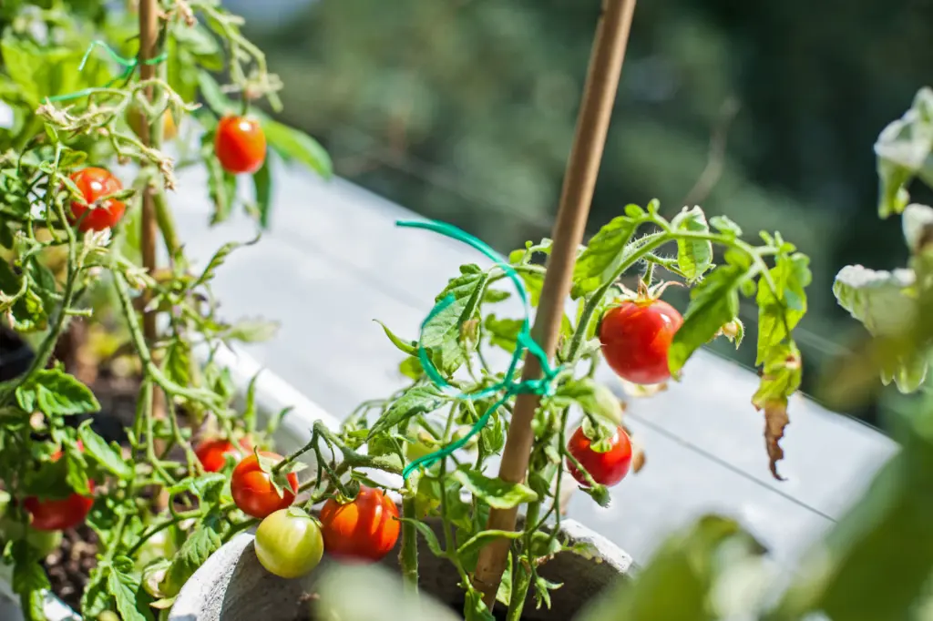 Tomaten im Topf